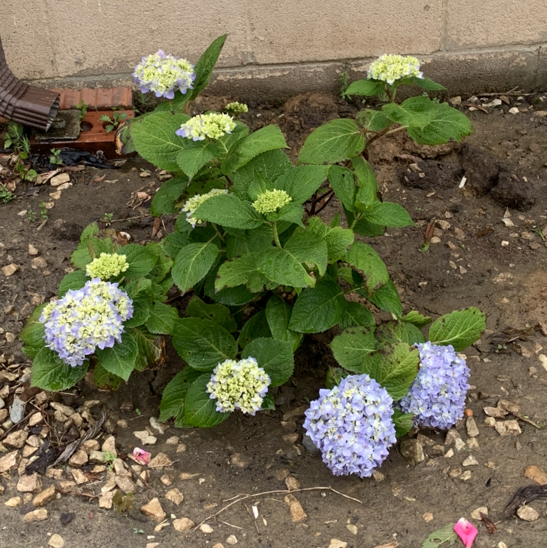 Photo of the plant species French Hydrangea by @stajnich named Xena on Greg, the plant care app