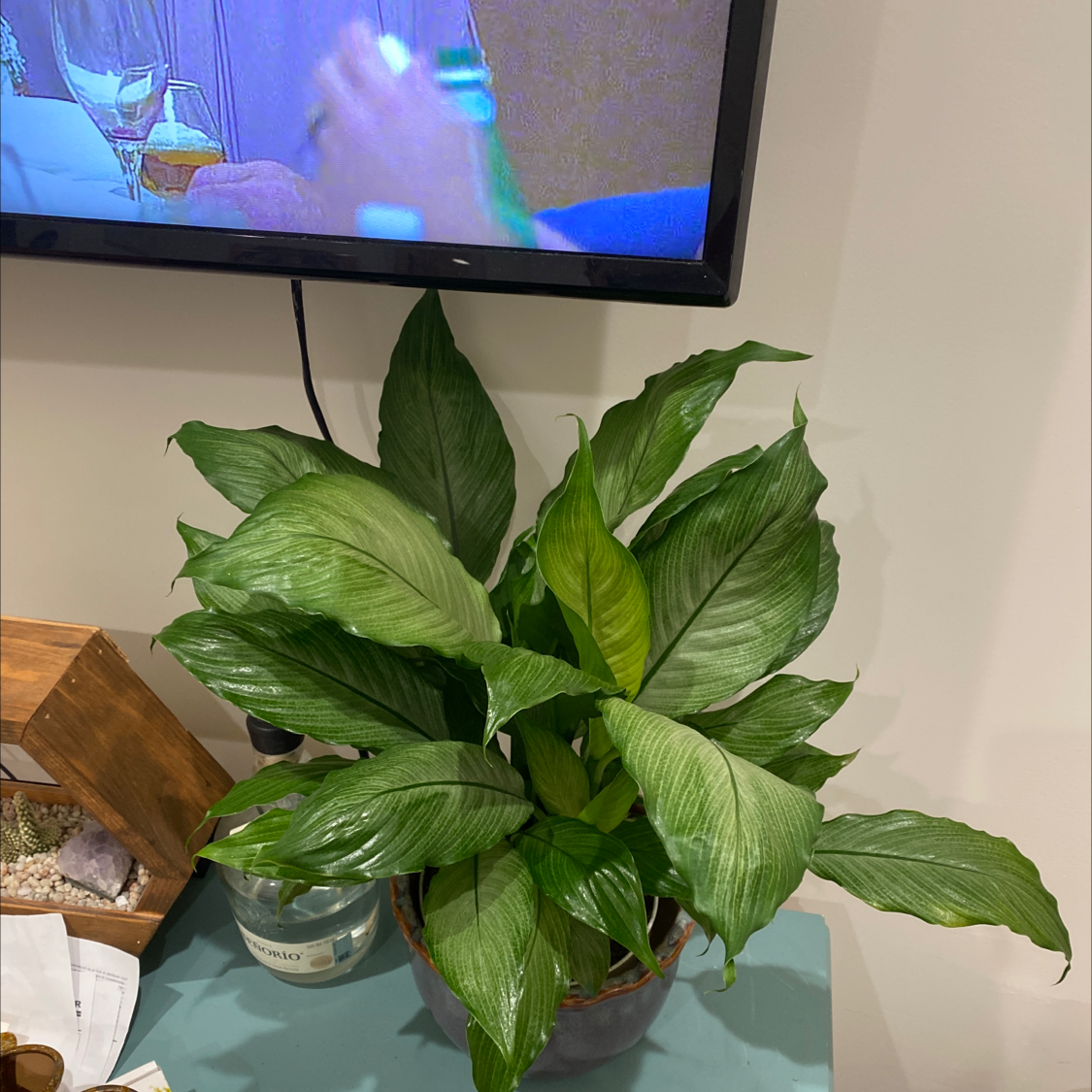 Healthy Platinum Mist Peace Lily with lush green leaves in a pot.