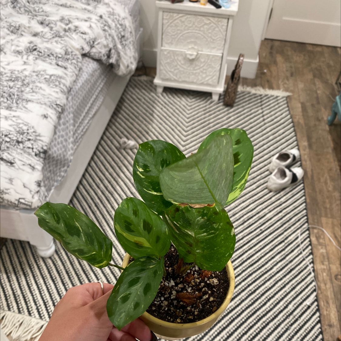 Variegated Prayer Plant in a small pot held by a hand, with visible soil and vibrant green leaves.