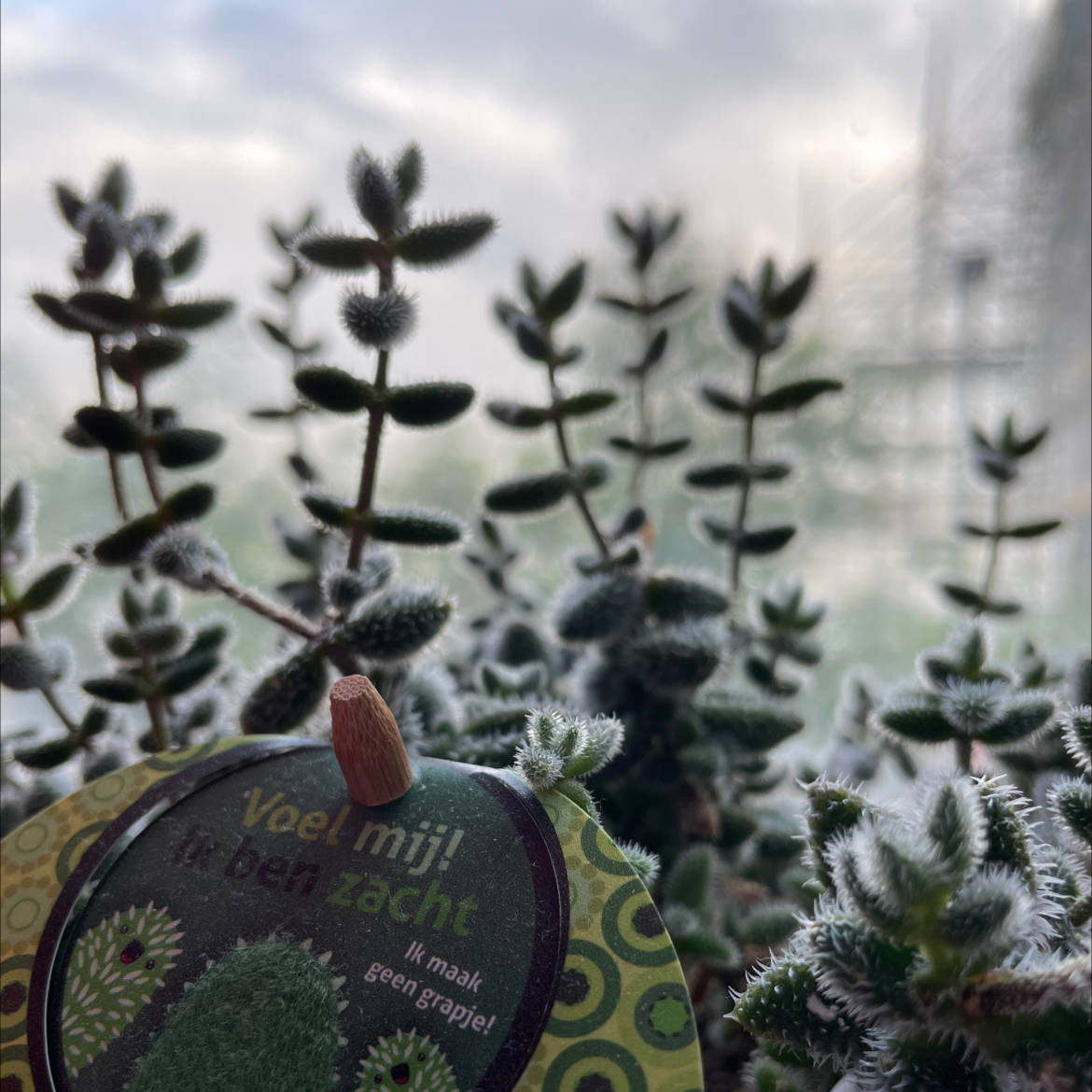 Pickle Plant plant photo by @lilpinkslavv named Fuzz on Greg, the plant care app.