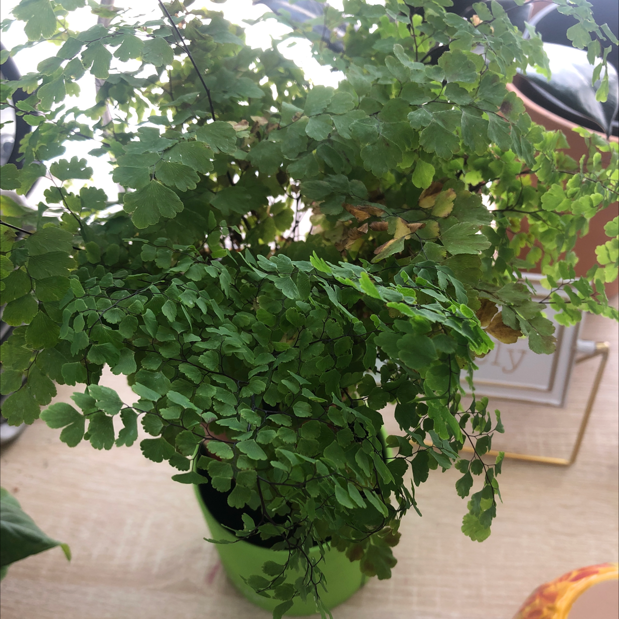 Potted Hemionitis raddiana plant with green leaves, some browning visible.