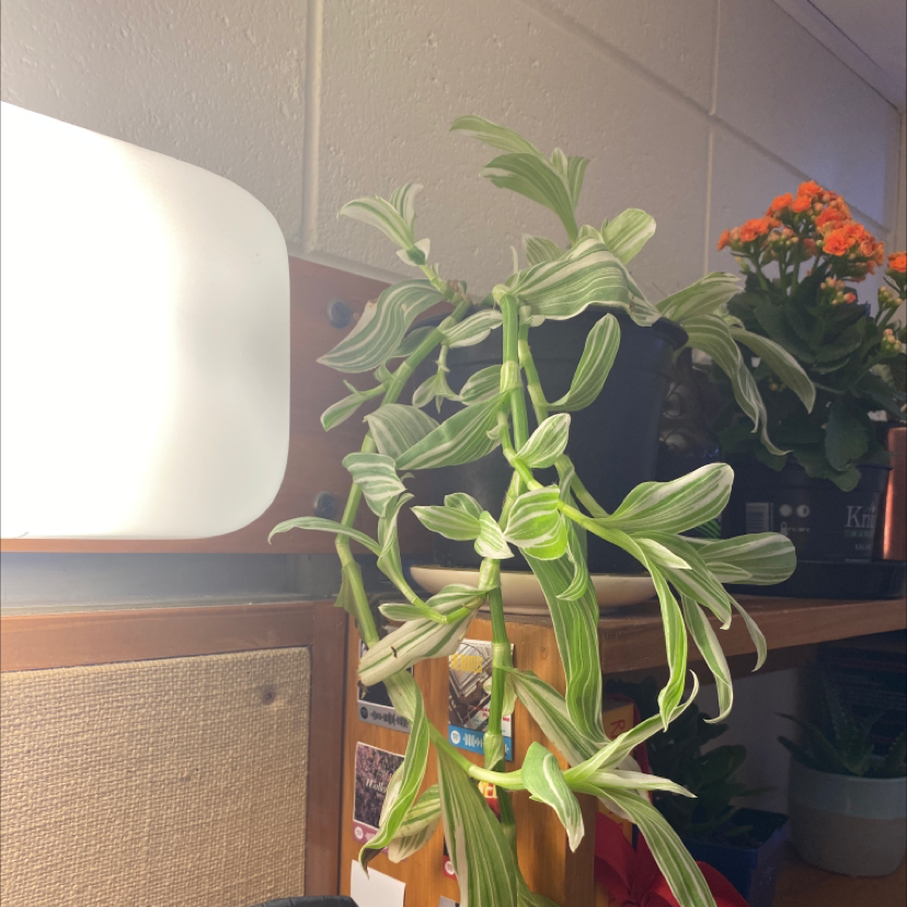 Photo of the plant species Tradescantia albiflora 'Albovittata' by @Hazelrae7 named Diana on Greg, the plant care app