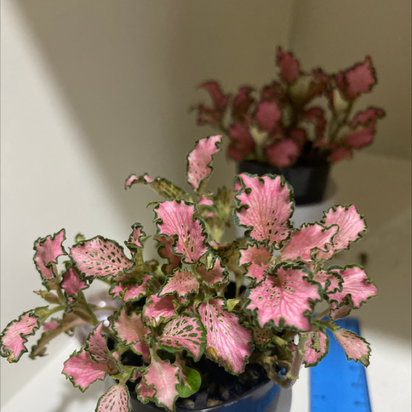 Pink Wave Nerve Plant with pink leaves and green edges in a small pot, with another similar plant in the background.