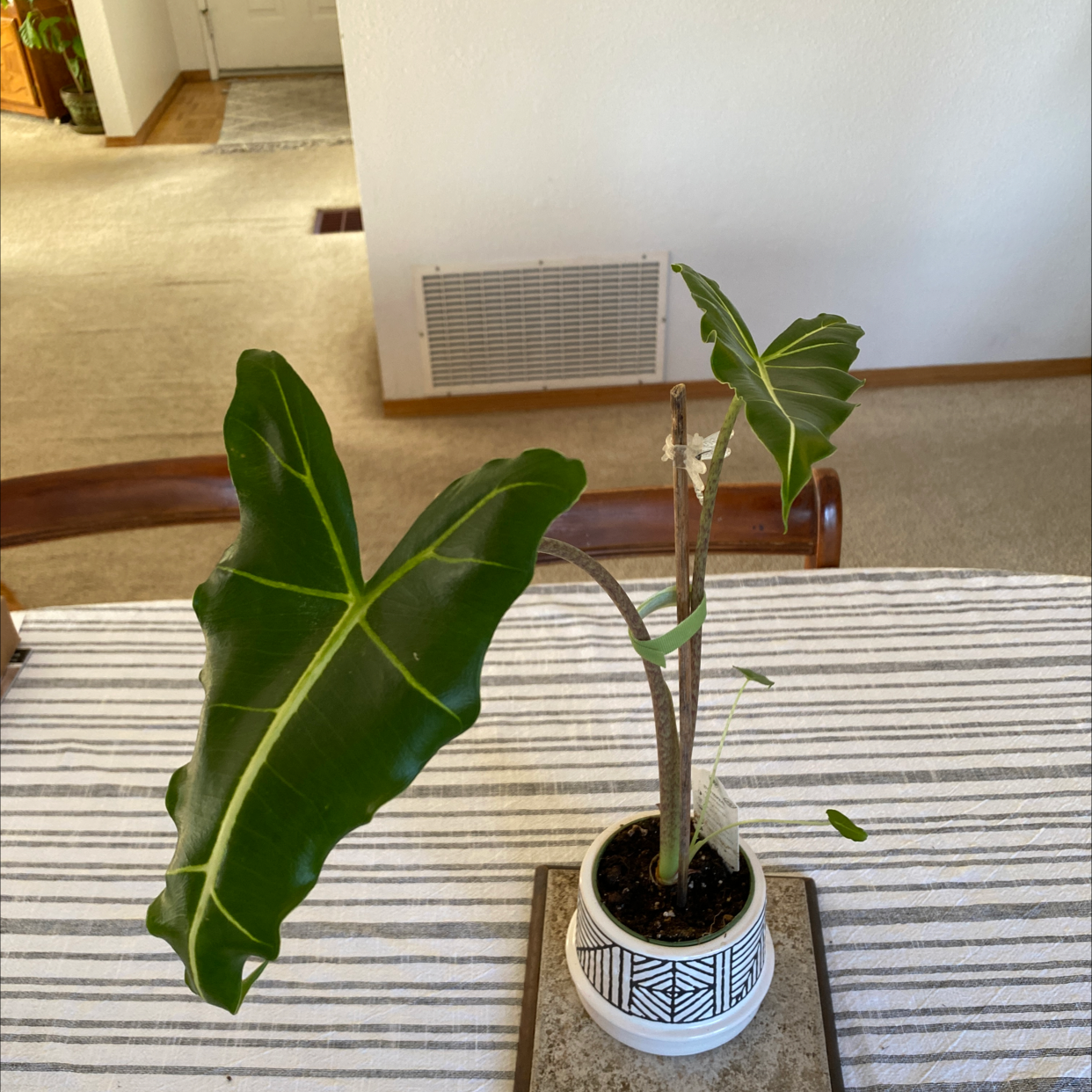 Alocasia 'Sarian' plant in a decorative pot on a table, showing healthy green leaves and some signs of stress.