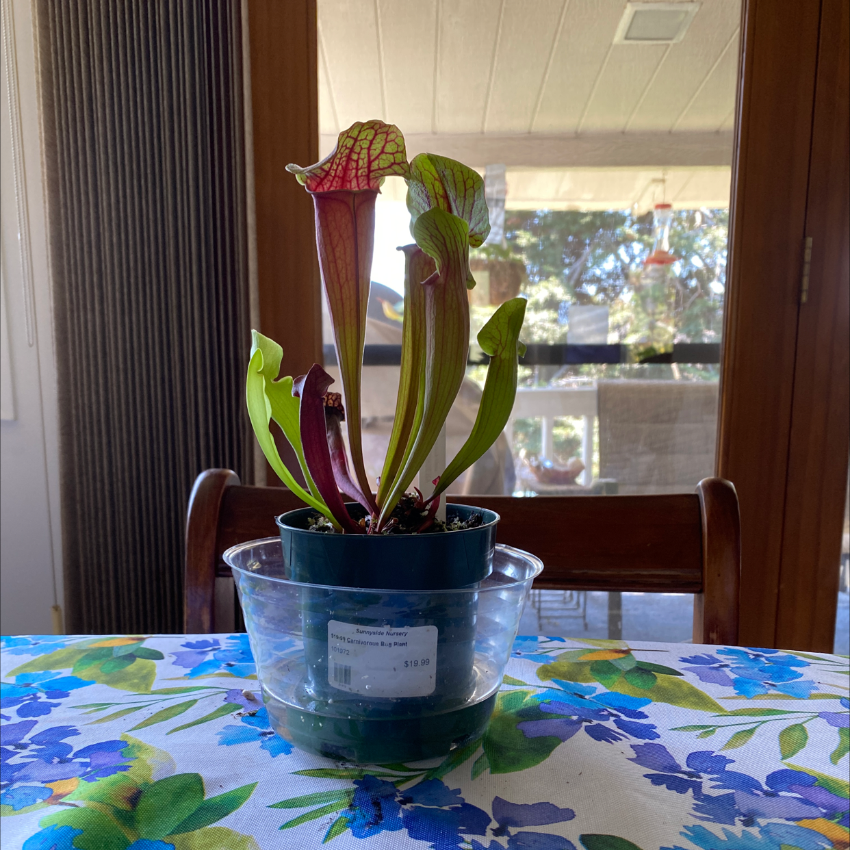 White Topped Pitcher Plant in a pot on a table with a colorful tablecloth.
