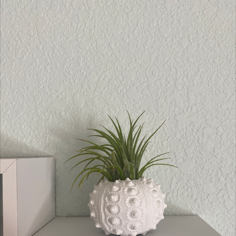 Bulbosa Air Plant in a decorative white pot, healthy green leaves.