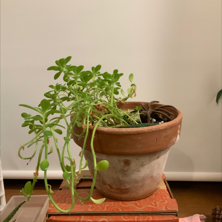 Photo of the plant species Woodland Stonecrop by @enochalien named Otto on Greg, the plant care app