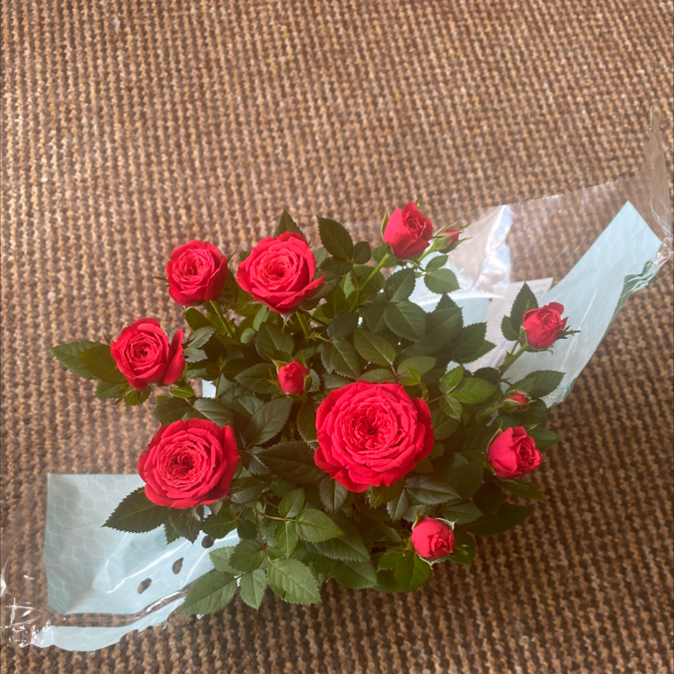 Photo of the plant species Ranunculus Asiaticus by @LadyAllen named Rosie on Greg, the plant care app