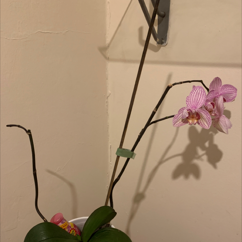 Photo of the plant species Moon Orchid by Nicholas named Terra on Greg, the plant care app