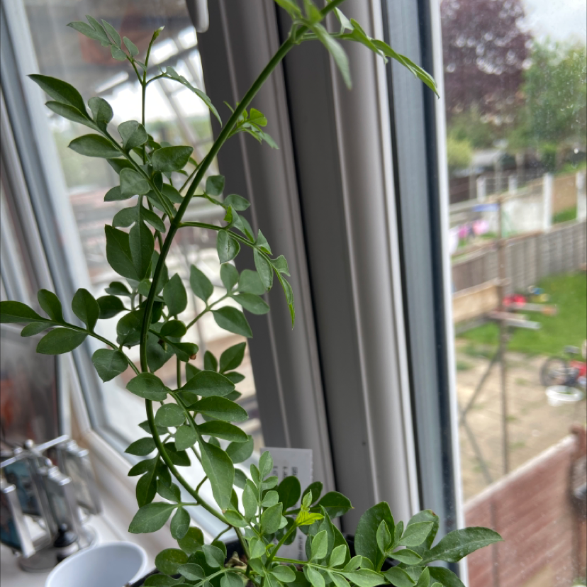 Photo of the plant species Jasmine 'De Grasse' by Seemtab named Jasmine on Greg, the plant care app