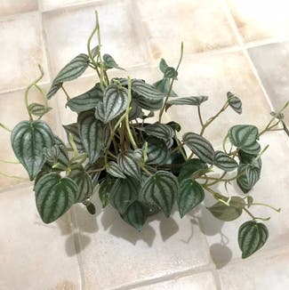 Peperomia 'Red Watermelon' plant in Adelaide, South Australia