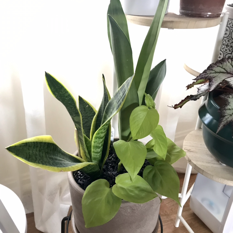 Photo of the plant species Variegated Snake Plant by @plantreleaf named Jake Tapper & Anderson Cooper on Greg, the plant care app
