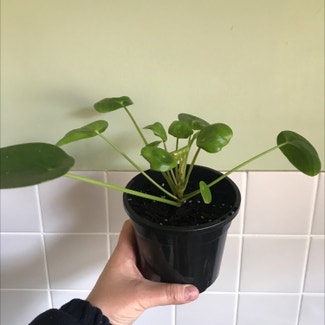 Chinese Money Plant plant in Adelaide, South Australia
