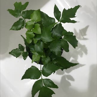 house holly-fern plant in Adelaide, South Australia