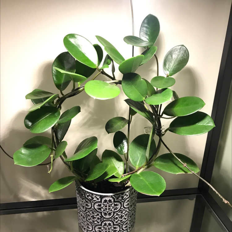 Photo of the plant species Hoya australis 'Bordvare' by @plantreleaf named Sheila on Greg, the plant care app