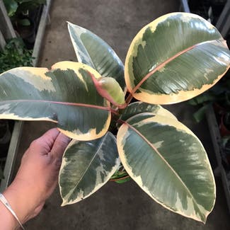 Variegated Rubber Tree plant in Adelaide, South Australia
