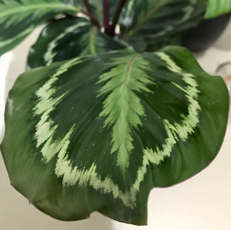 Close-up of a healthy Calathea 'Medallion' leaf with green and light green variegation.