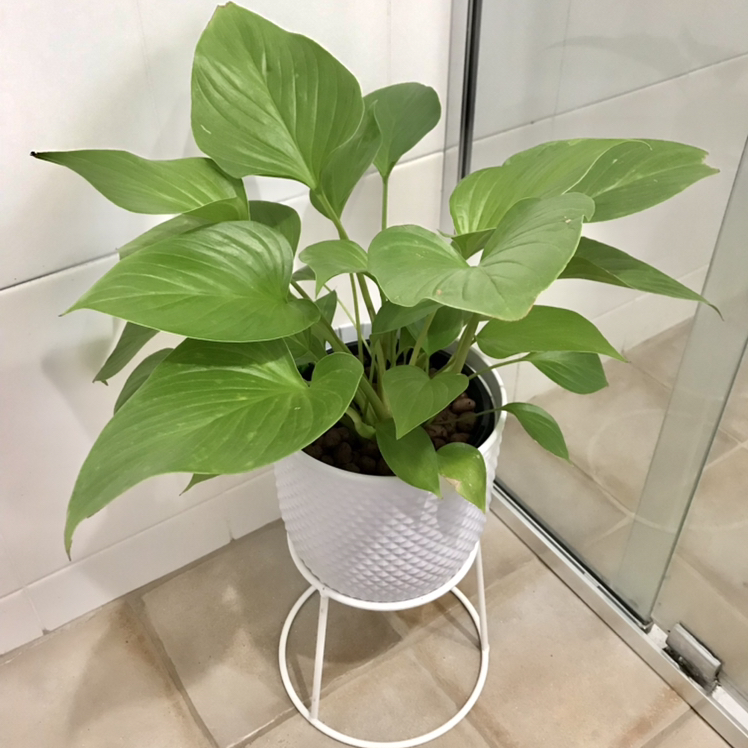 Photo of the plant species sunshine gem by @plantreleaf named Little Miss Cleo on Greg, the plant care app