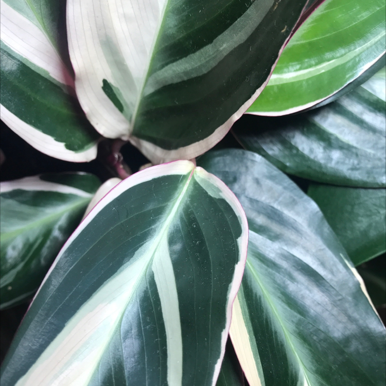 Photo of the plant species Triostar Stromanthe by @plantreleaf named Shakira on Greg, the plant care app