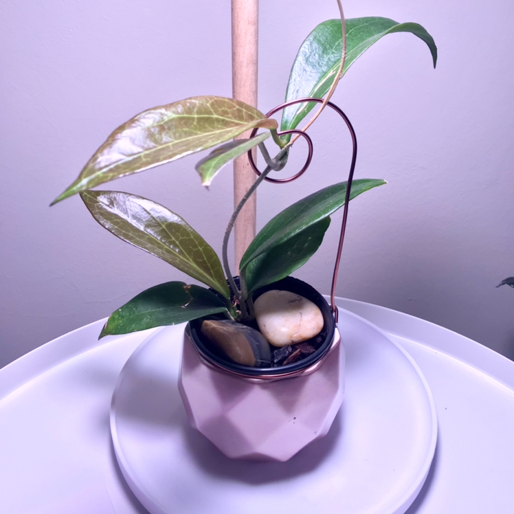Photo of the plant species Wax Plant by @plantreleaf named Alexis on Greg, the plant care app