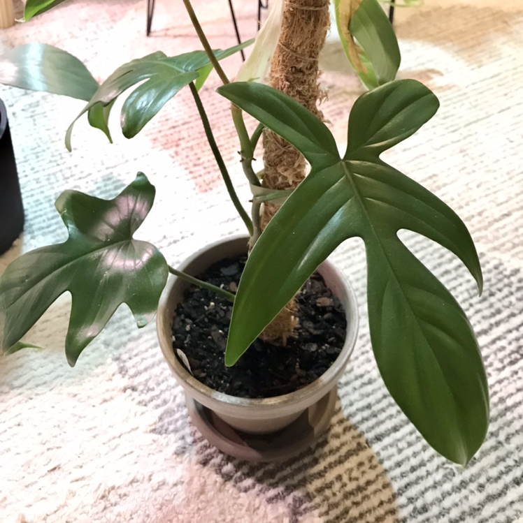 Philodendron Pedatum plant in a pot with healthy green leaves.