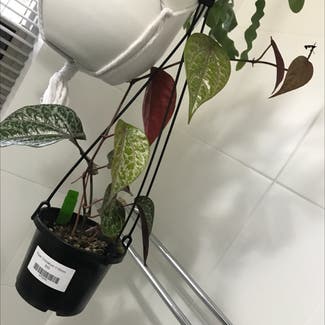 Red Betel plant in Adelaide, South Australia