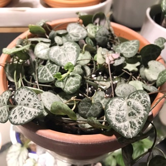 String of Hearts plant in Adelaide, South Australia