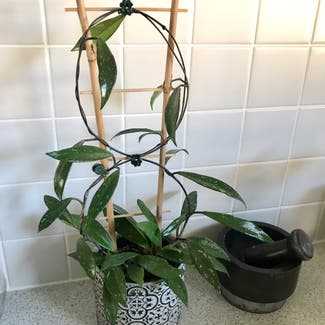 Hoya pubicalyx plant in Adelaide, South Australia
