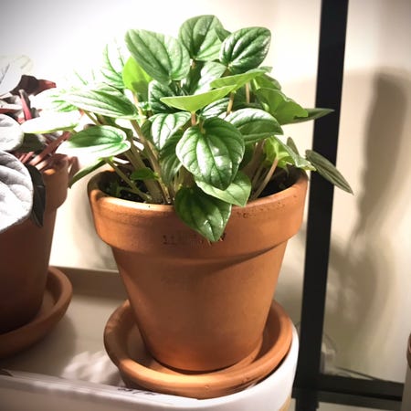 Photo of the plant species Moonlight Peperomia by @plantreleaf named Frosty on Greg, the plant care app