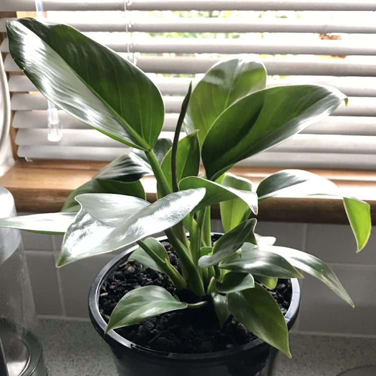 Photo of the plant species Philodendron 'Congo' by @plantreleaf named Ugly Phil on Greg, the plant care app