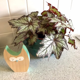 Painted-leaf Begonia plant in Adelaide, South Australia