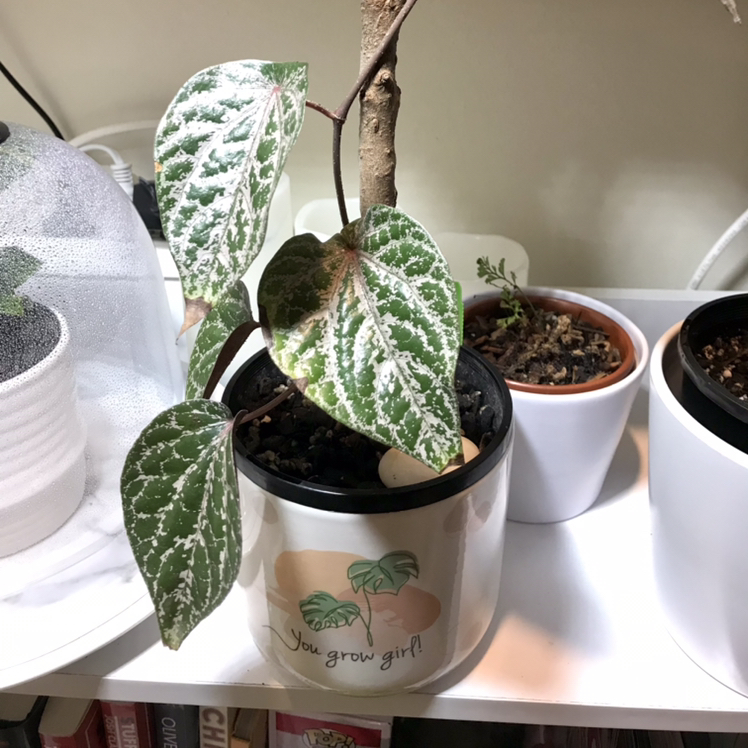 Potted Red Betel plant with variegated leaves on a shelf with other plants.