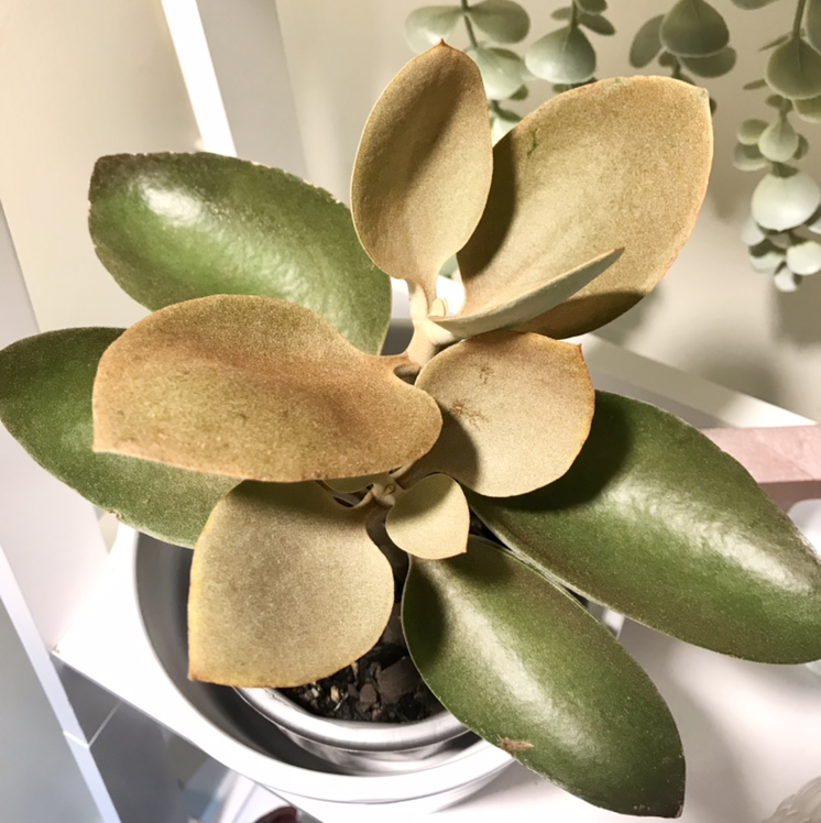 Photo of the plant species Copper Spoons by @plantreleaf named Spoons on Greg, the plant care app