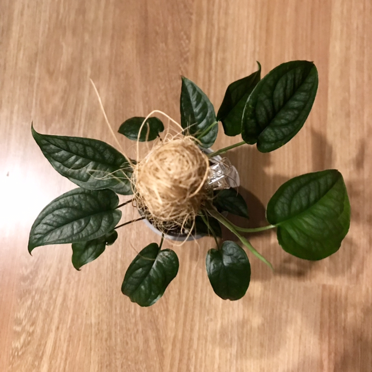 Photo of the plant species Monstera 'El salvador' by @plantreleaf named 🌱 Sweetpea on Greg, the plant care app