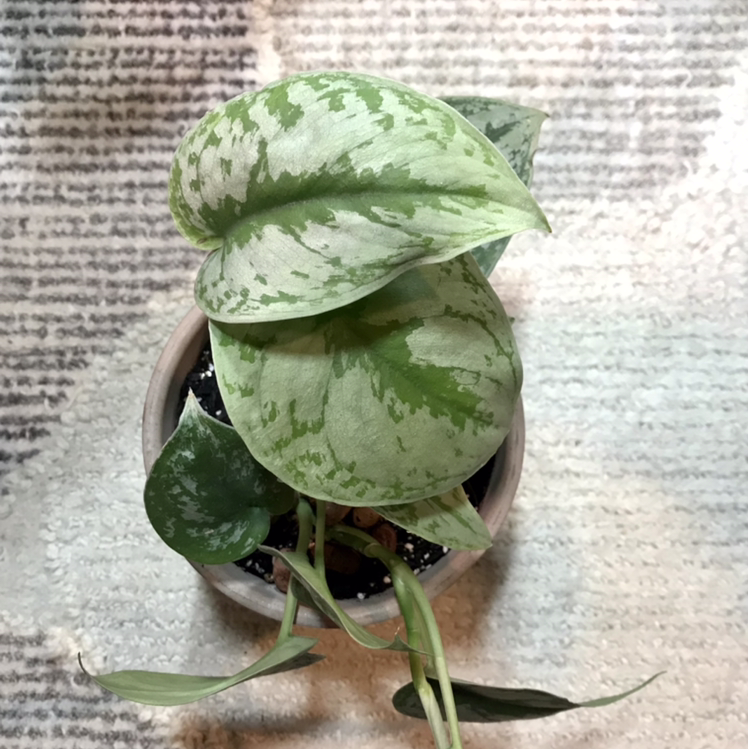 Photo of the plant species Silver Satin Pothos by @plantreleaf named Queen E on Greg, the plant care app