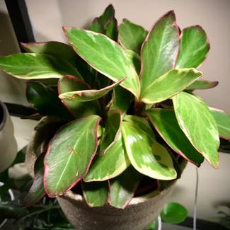 Jelly Peperomia plant in Adelaide, South Australia