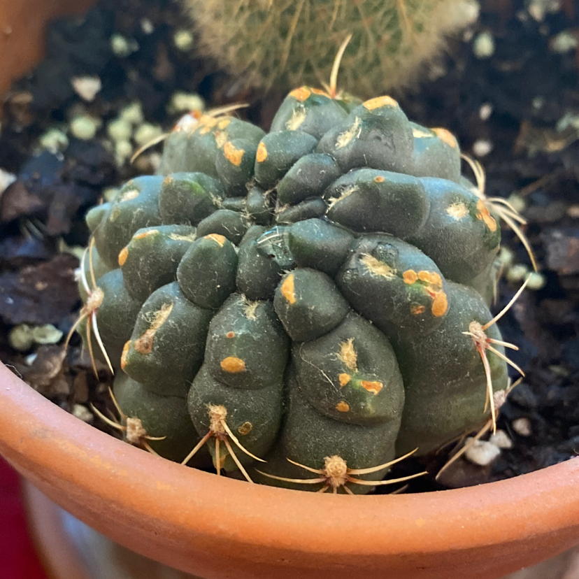 Photo of the plant species The Glory of Texas by Skylar named The ball on Greg, the plant care app
