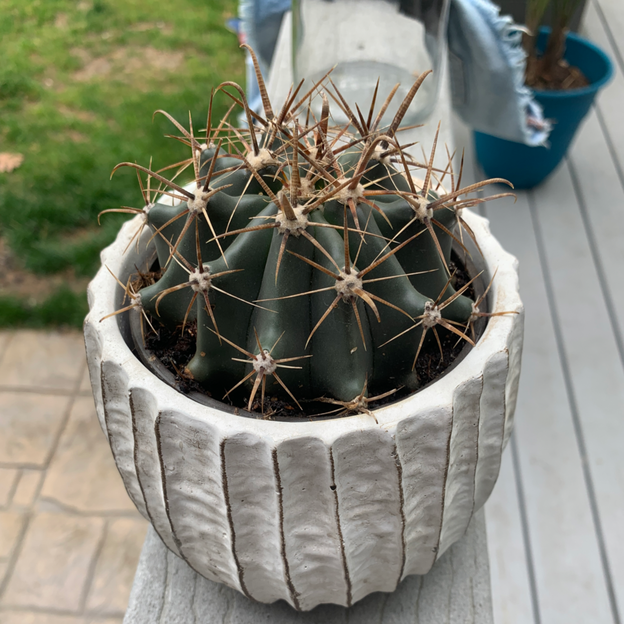 Devil's Pincushion cactus in a white pot, well-centered and healthy.