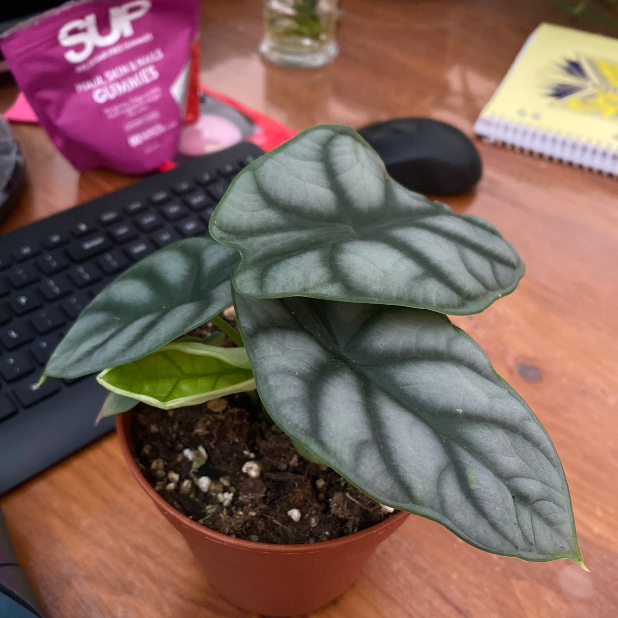 Potted Silver Dragon plant with silver and green leaves, healthy appearance.