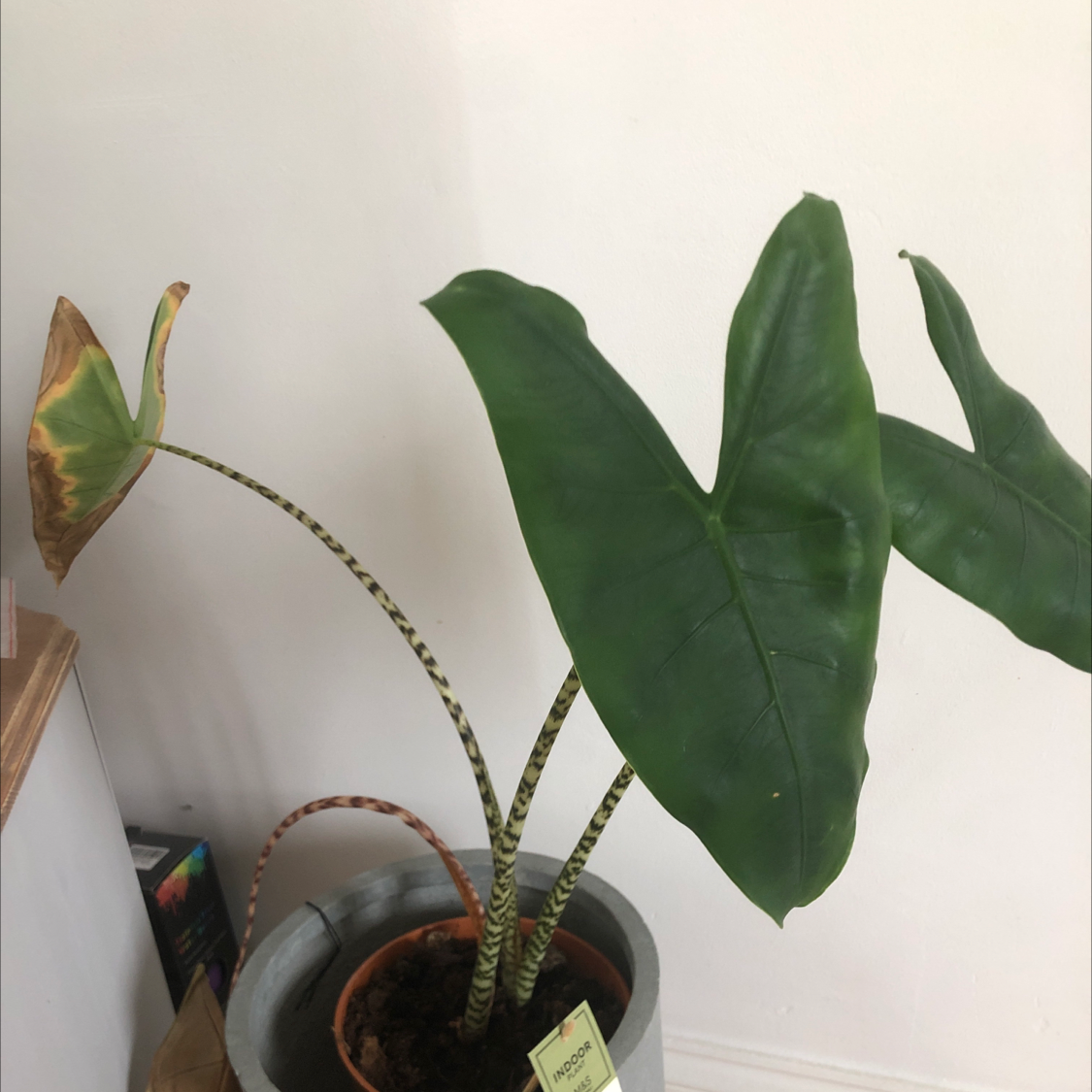 Zebra Elephant Ear plant photo by Kathryn named Alocasia on Greg, the plant care app.