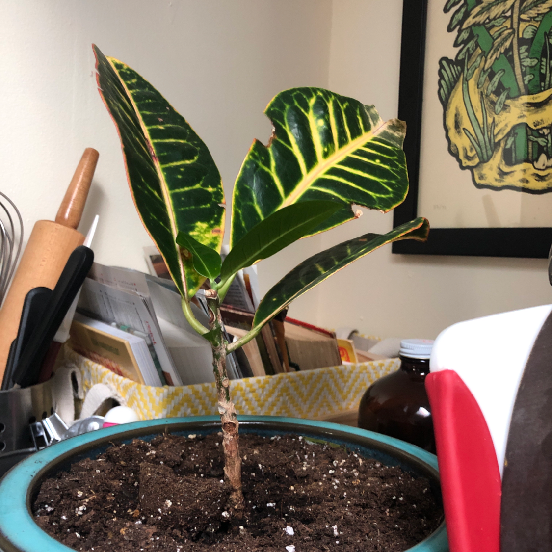 Croton 'Petra' plant with vibrant green and yellow variegated leaves in a teal pot, with a hand pointing to a leaf.