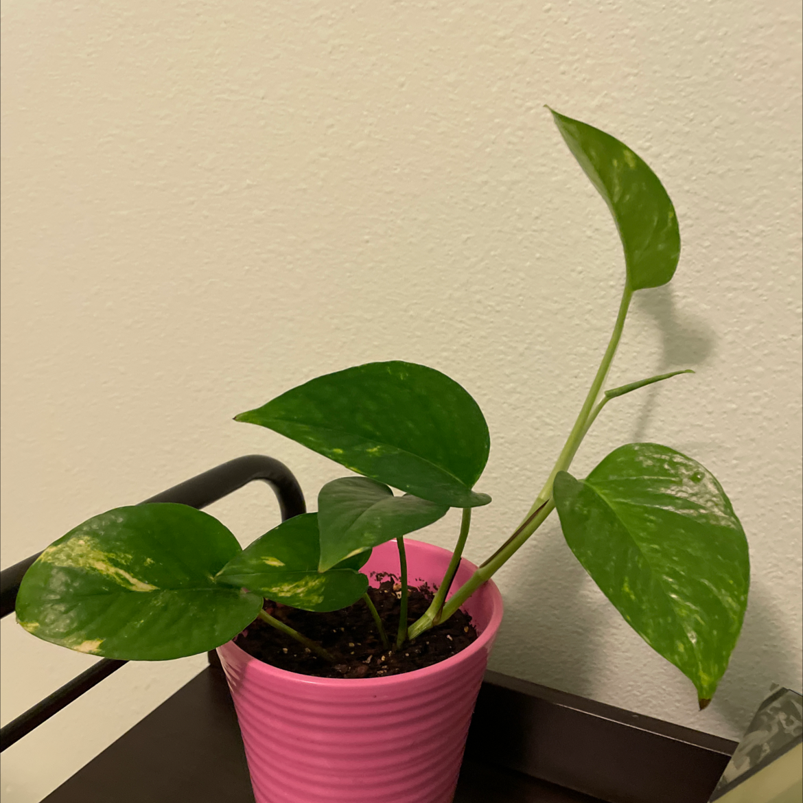 Taro Vine plant photo by Lydia named chelly on Greg, the plant care app.