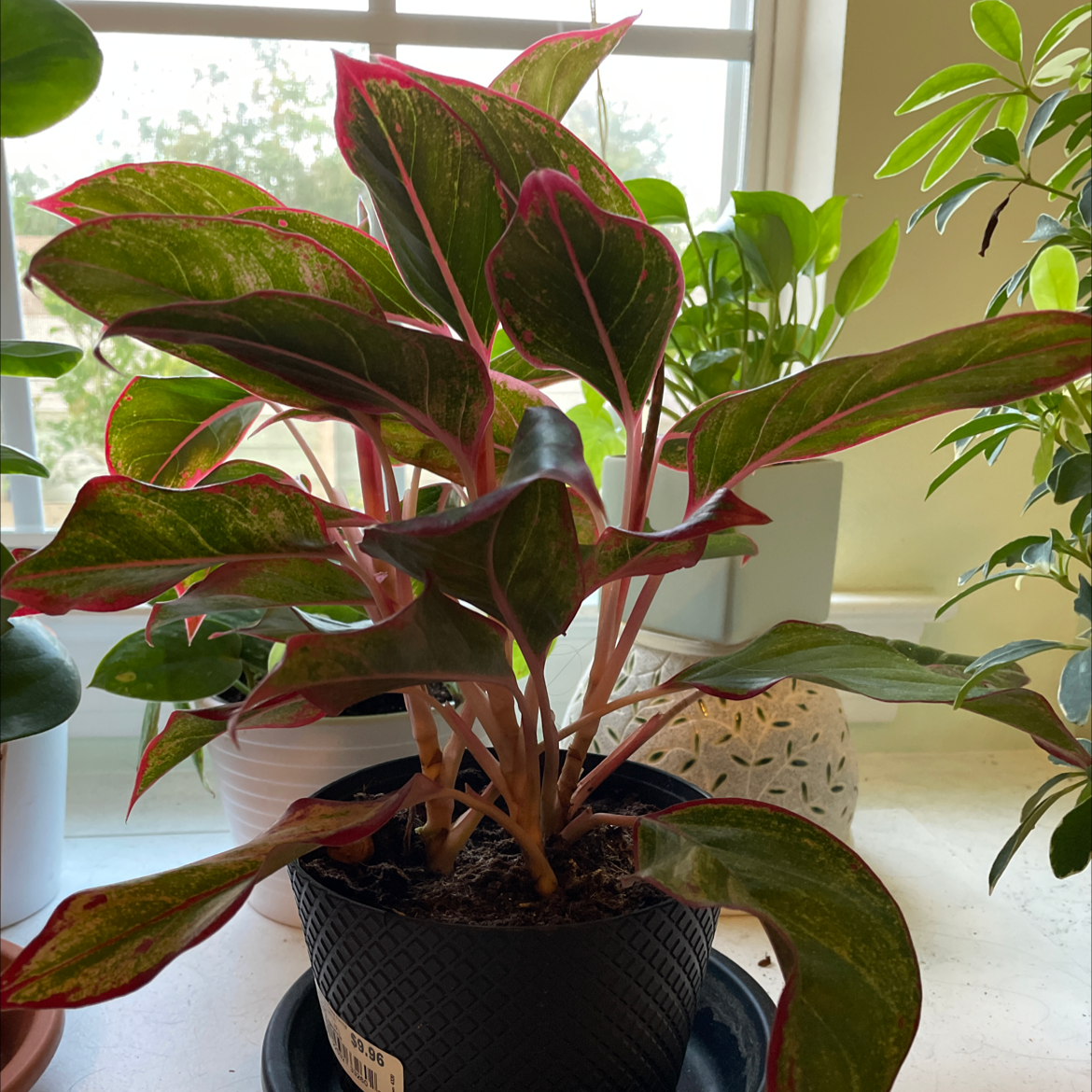 Chinese Evergreen plant photo by Lydia named little lady on Greg, the plant care app.