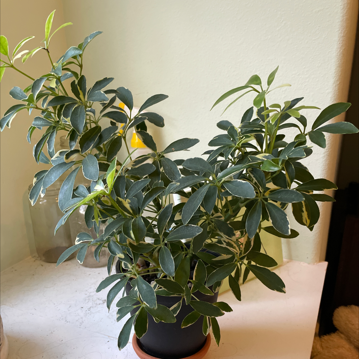 Dwarf Umbrella Tree plant photo by Lydia named moondrop on Greg, the plant care app.