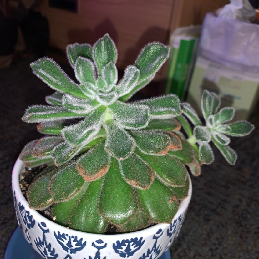 Mexican Firecracker succulent in a decorative pot with visible soil.