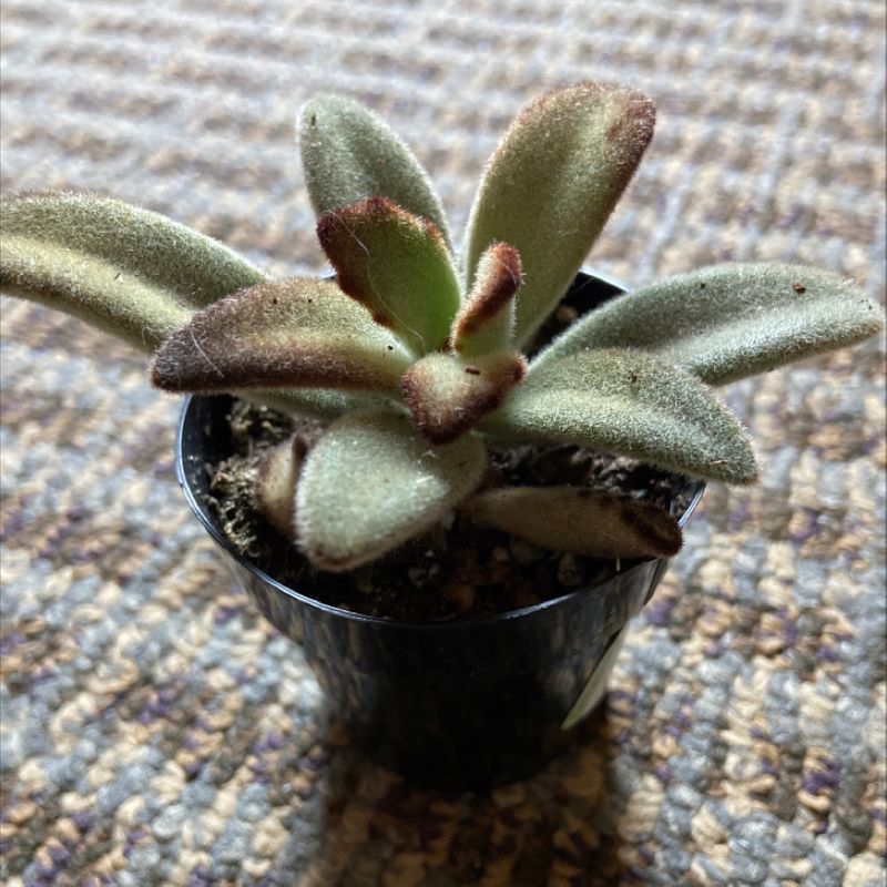 Panda Plant (Kalanchoe tomentosa) in a black pot with fuzzy leaves and brown tips.