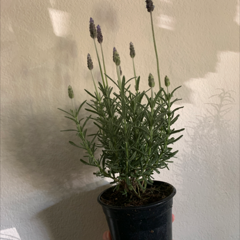 Potted English Lavender plant with flower buds, held by a hand.