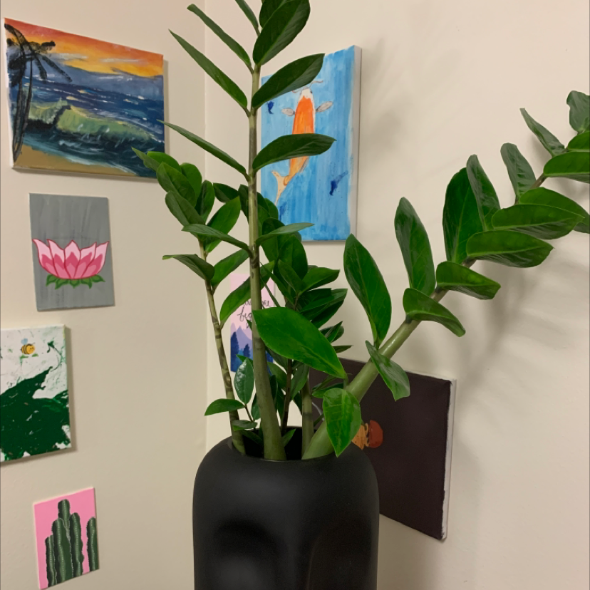 Photo of the plant species Burle Marx Monstera by Chase named Mikanos on Greg, the plant care app