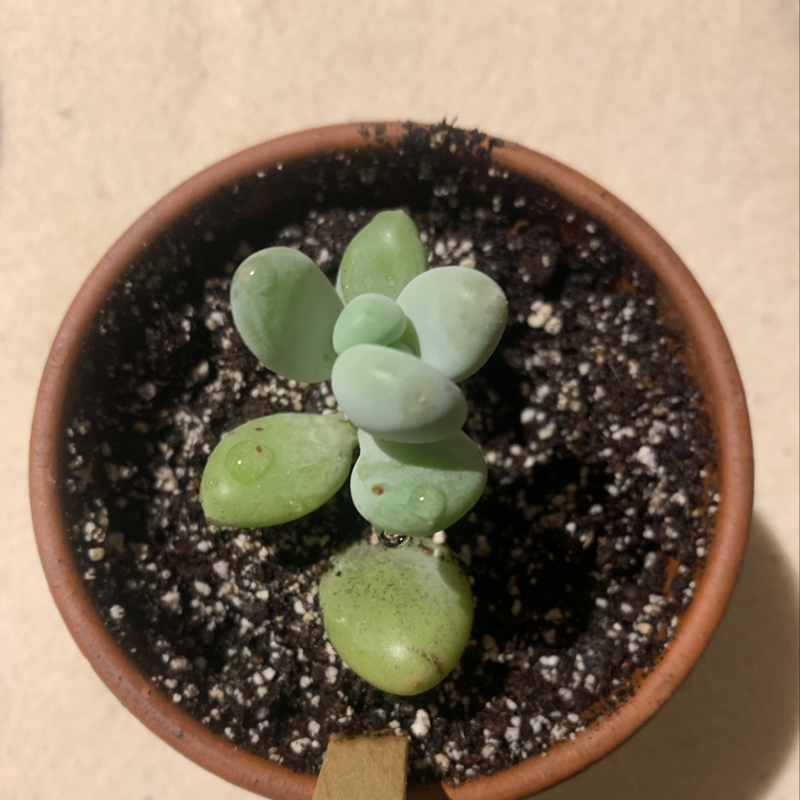 Close-up of a healthy Burro's Tail succulent plant in a terra cotta pot, with plump blue-green leaves and visible soil.