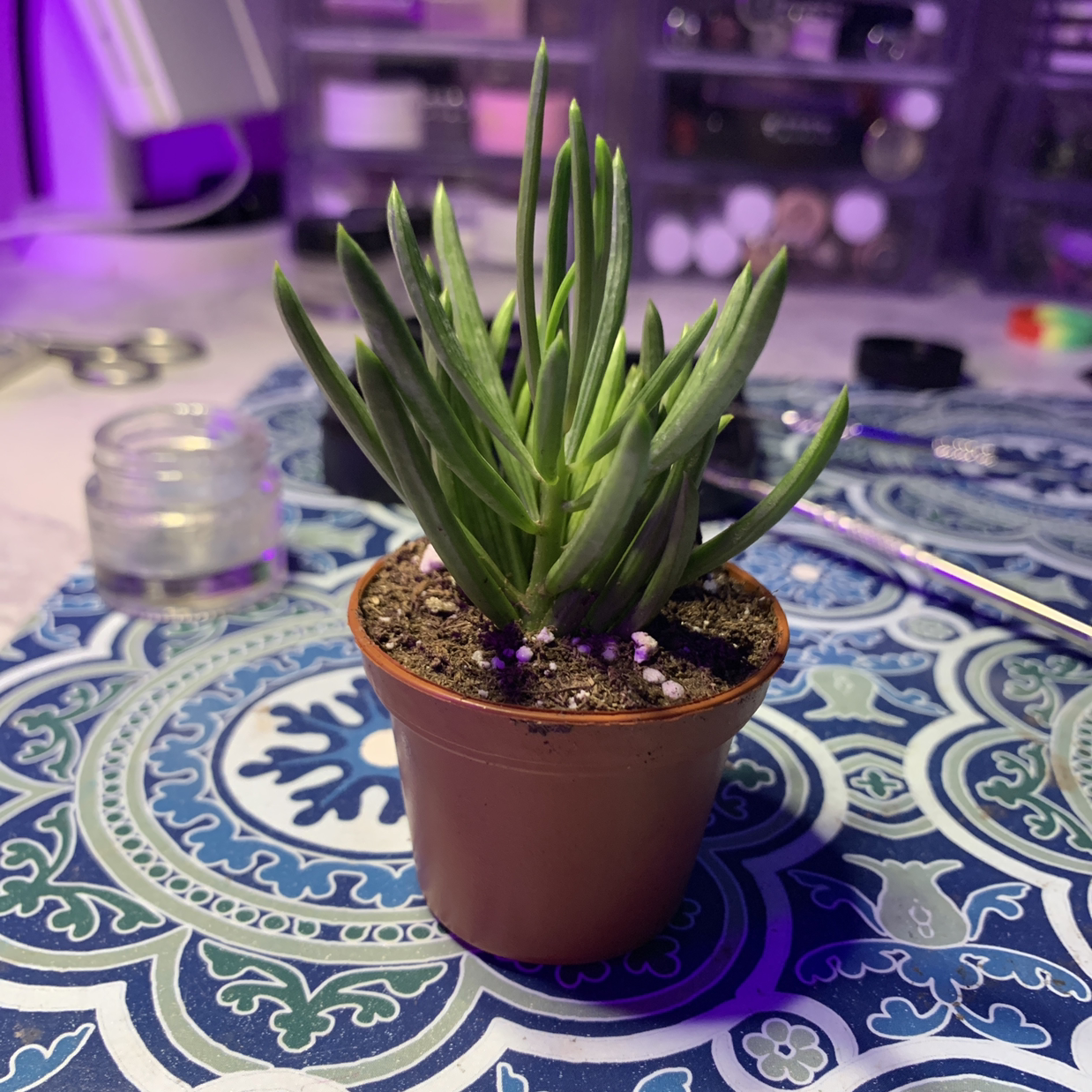 Photo of the plant species Pincushion Peperomia by @Im_not_mimi named Noodle on Greg, the plant care app